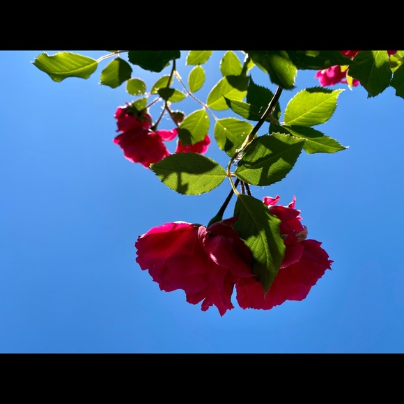 Meet your Posher, Christine - Picture 1 of 1